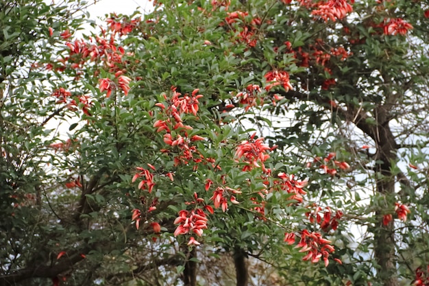 ceibo en fleur