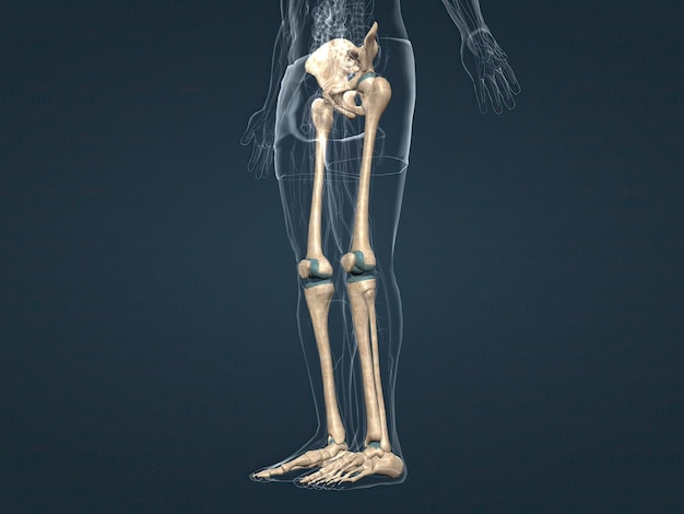 La ceinture pelvienne qui relie les jambes au squelette axial