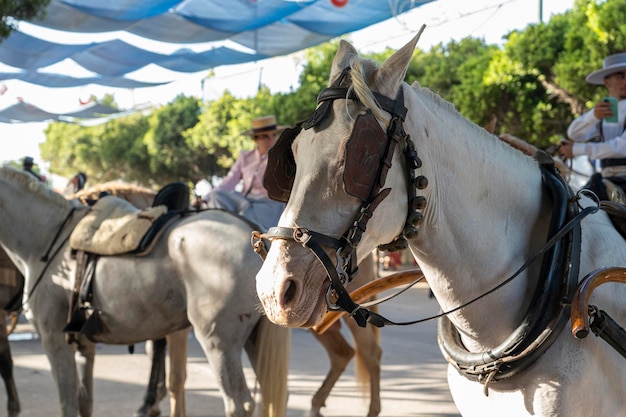 Célébrant la culture espagnole, les chevaux traditionnels dansent à la foire d'été emblématique de Malaga, mettant en valeur l'excellence équestre au cœur de l'Andalousie.