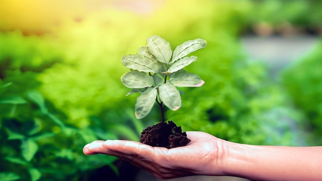 Célébration de la croissance Photo captivante de mains tenant une jeune plante verte Embrassez la beauté