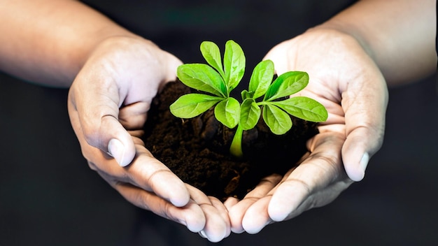 Célébration de la croissance Photo captivante de mains tenant une jeune plante verte Embrassez la beauté