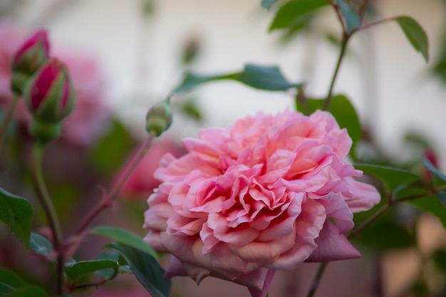 Célébration du Jubilé de la Rose