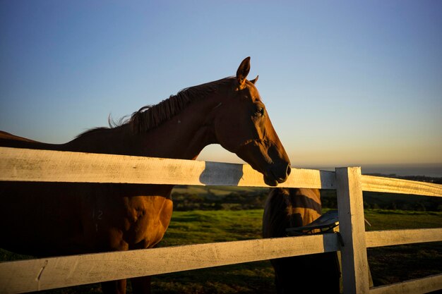 Photo le célèbre cheval