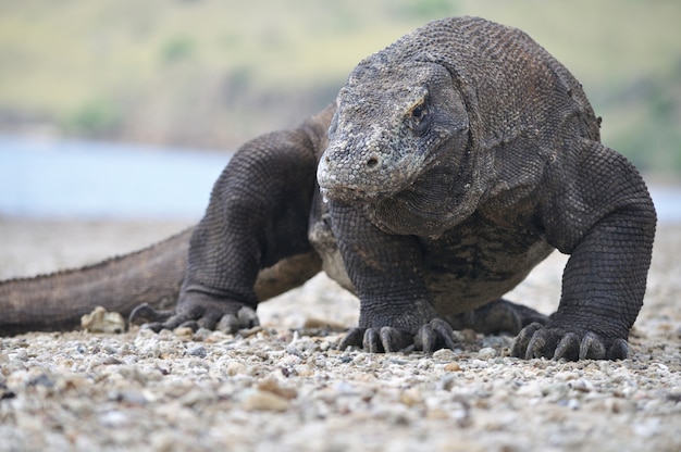 Le célèbre dragon de Komodo