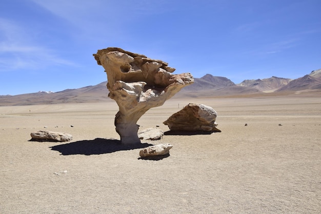 La célèbre formation rocheuse d'arbres en pierre Arbol de Piedra dans le désert de Siloli dans la région du salar d'Uyuni