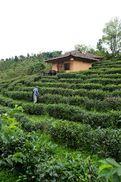 Un Célèbre Garde Du Thé Dans La Plantation De Thé De Mae Hong Son