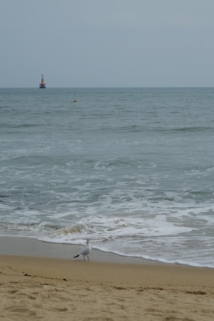 Célèbre plage de haeundae à busan en corée du sud