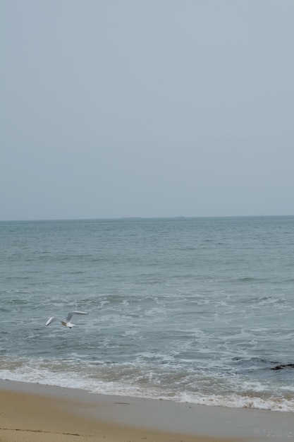 Célèbre plage de haeundae à busan en corée du sud