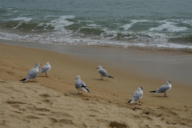 Célèbre plage de haeundae à busan en corée du sud