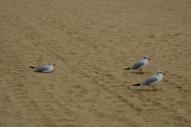 Célèbre plage de haeundae à busan en corée du sud