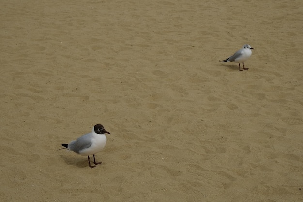 Célèbre plage de haeundae à busan en corée du sud