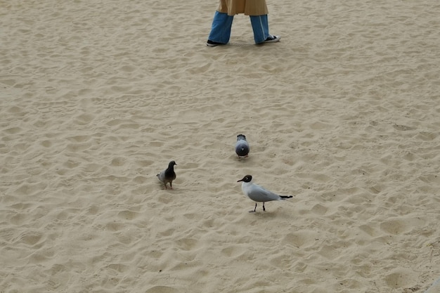 Célèbre plage de haeundae à busan en corée du sud