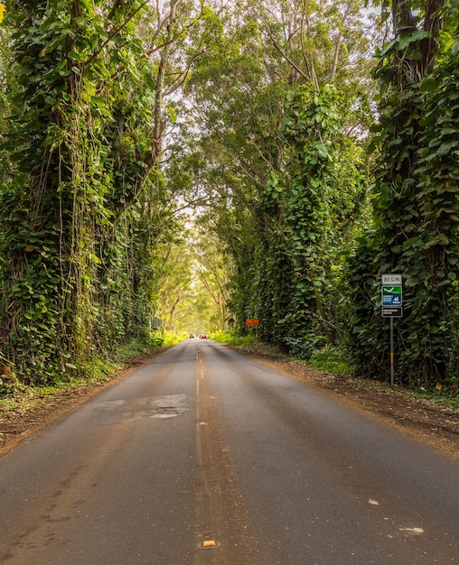 Célèbre tunnel d'arbres d'eucalyptus