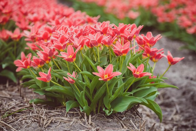 Célèbres champs de fleurs néerlandais pendant la floraison - rangées de tulipes rouges. Pays-Bas