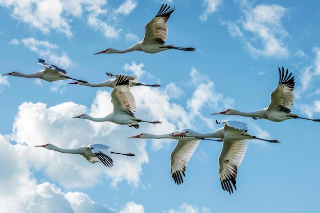 Célébrez la Journée mondiale des oiseaux migrateurs avec des images vibrantes capturant la beauté des oiseau en vol et dans leur habitat
