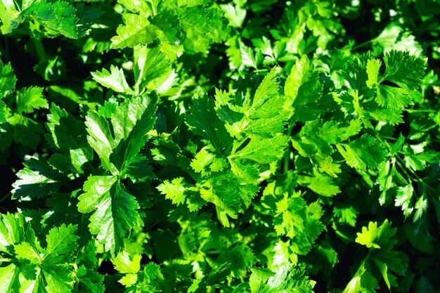 Photo le céleri qui est prêt à être récolté dans le jardin potager