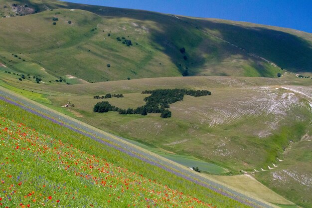 CELLUCCIO DI NORCIA et sa floraison