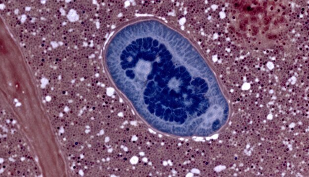 Une cellule bleue et blanche au microscope