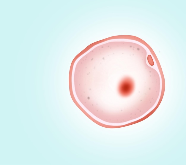 Photo cellule ovule sur fond clair illustration