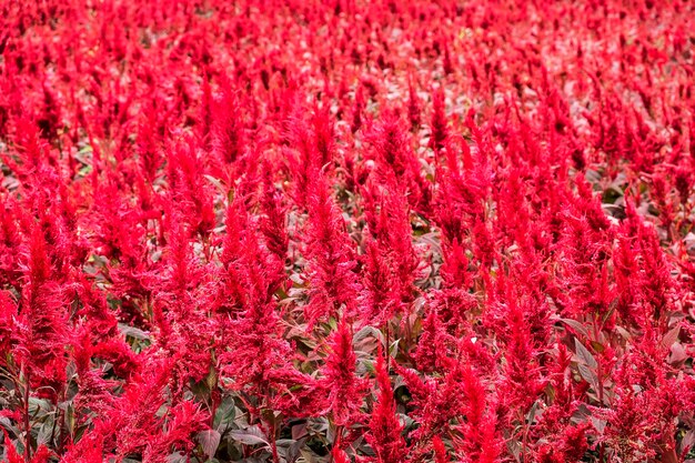 Celosia argentea fleurs dans le jardin