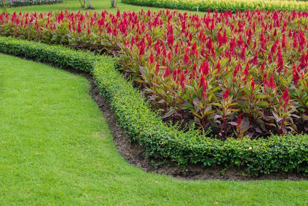 Celosia argentea rouge