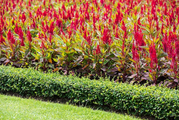 Celosia argentea rouge