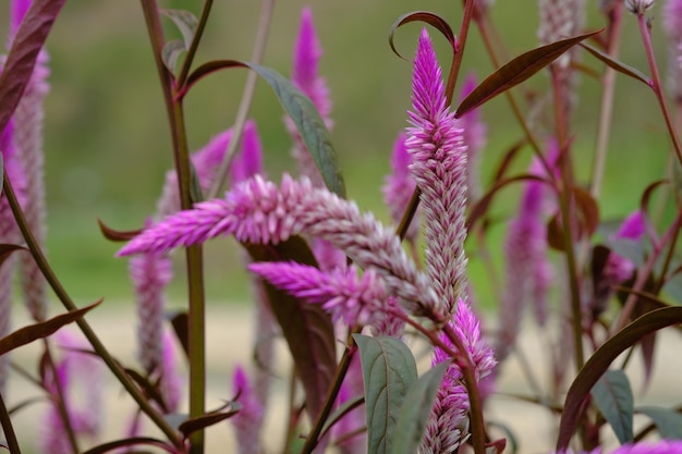 Celosia spicata, petit genre de plantes comestibles et ornementales de la famille des amarantes, Amaranthaceae