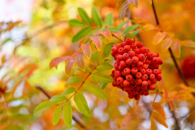 Cendre de montagne d'automne sur les feuilles d'automne