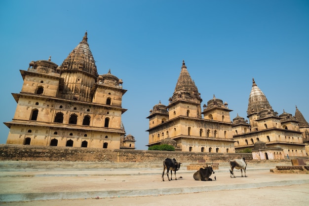 Cénotaphes à Orchha, Madhya Pradesh. Aussi orthographié Orcha, destination de voyage célèbre en Inde. Vaches, ciel bleu, grand angle.