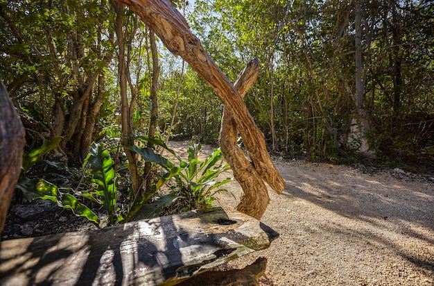 Cenote Azul au Mexique #12