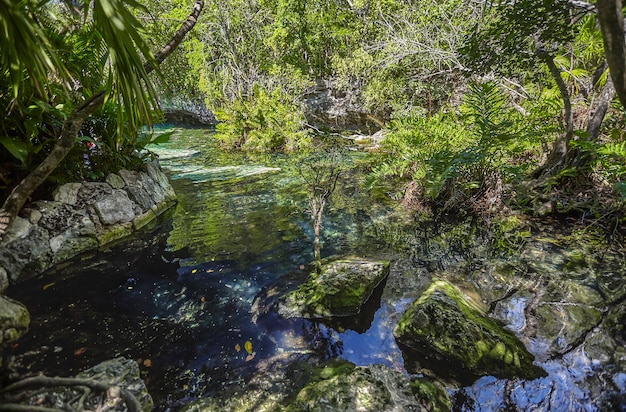 Cenote Azul au Mexique #4