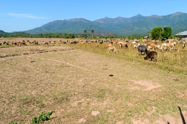 Cent animaux sur le terrain