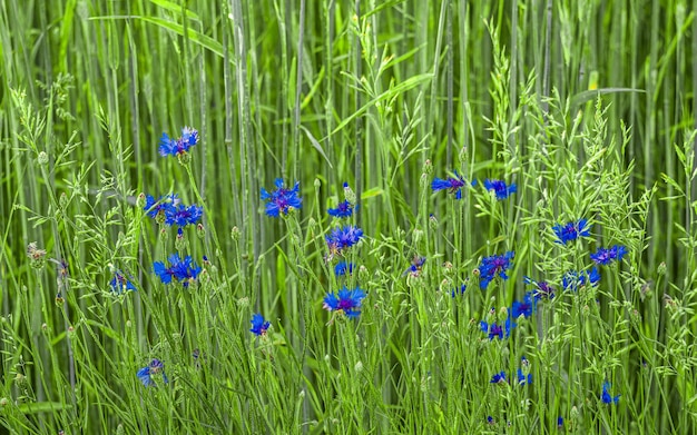 Centaurea montana bleuet des montagnes bleu violet fleurs en fleur centaurée bluet plante à fleurs