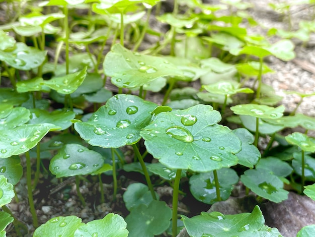 Photo centella asiatica plantes médicinales qui ont des propriétés médicinales