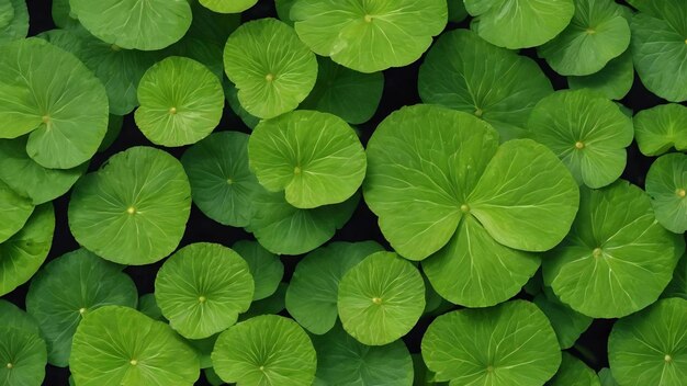 Centella asiatica vue depuis le haut