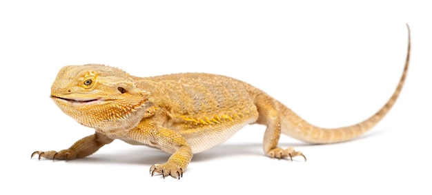 Central Bearded Dragon Pogona vitticeps mangeant un cafard devant un fond blanc