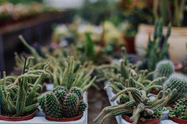 Centre de jardinage et concept de fournisseur en gros De nombreux cactus différents dans des pots de fleurs dans un magasin de fleurs sur les étagères du chariot Lot de vente de petits cactus et de plantes succulentes en pot