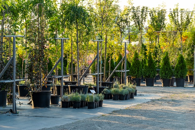 Centre de jardinage avec verdure planté en bacs pour plantation en pleine terre