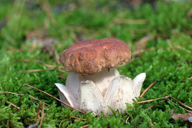 Photo le cep royal pousse dans la mousse de bois, le champignon blanc royal pousse frais dans la forêt, une belle bolette avec la forme de la jambe de la couronne ou de la fleur.