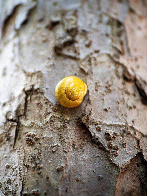 Cepaea hortensis Escargot de jardin sur un tronc d'arbre