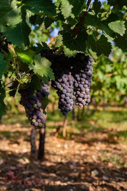 Cépage bleu pour faire du vin sur la brousse Vignobles du sud de l'Italie dans les montagnes Agriculture production artisanale ferme entreprise familiale