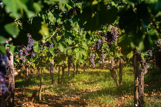 Cépage bleu pour faire du vin sur la brousse Vignobles du sud de l'Italie dans les montagnes Agriculture production artisanale ferme entreprise familiale
