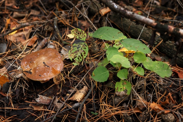 Les cèpes annelés poussent en automne dans le gros plan de la forêt