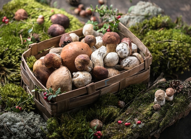 Cèpes Boletus edulis sur fond de bois avec de la mousse