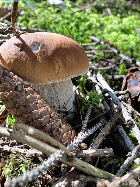 Cèpes, cèpes dans les bois