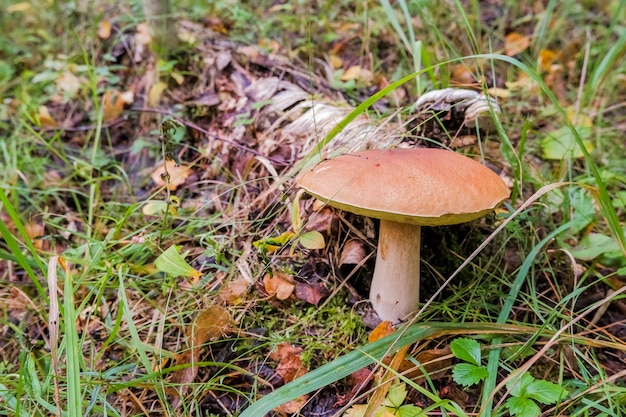 cèpes, champignons des bois, champignons blancs, cèpes. Moment de la récolte. Passe-temps et temps de détente en forêt. Ramasser des champignons comestibles dans la forêt.