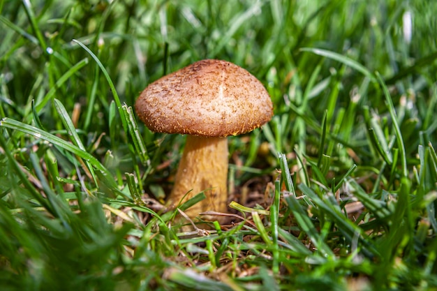 Cèpes comestibles dans l'herbe