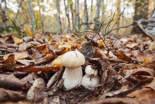 Cèpes comestibles entre les feuilles mortes concept de passe-temps de champignons de saison humide et chaude