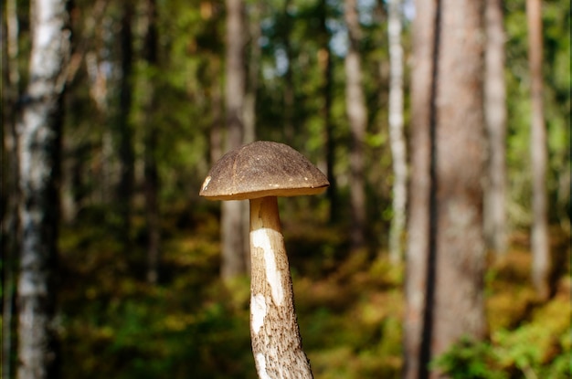 Cèpes énormes dans le contexte d'une forêt mixte d'été