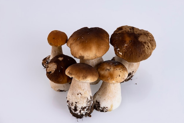 Cèpes, forêt, sauvage, champignons, Boletus edulis, sur fond blanc. Espace de copie.